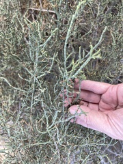 Caroxylon imbricatum