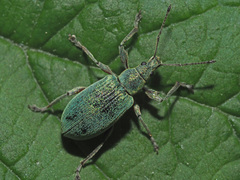 Phyllobius pomaceus