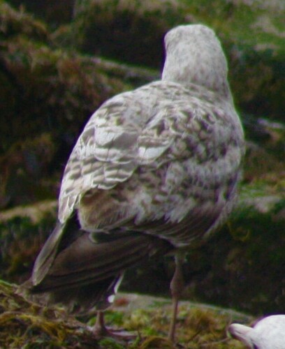Goéland argenté, jeune