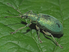 Phyllobius pomaceus