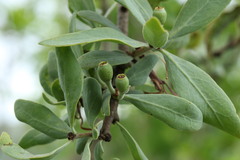 Agelanthus natalitius