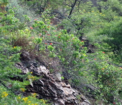 Pelargonium inquinans