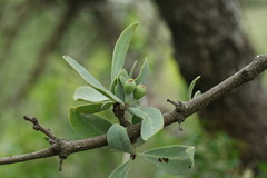 Agelanthus natalitius