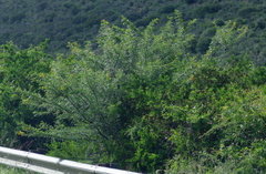 Vachellia karroo