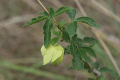 Dalechampia capensis