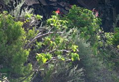Pelargonium inquinans