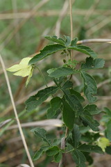Dalechampia capensis