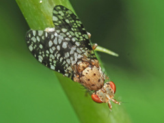 Trypetoptera punctulata
