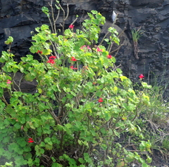Pelargonium inquinans