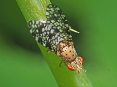 Trypetoptera punctulata