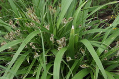 Xerophyta vallispongolana