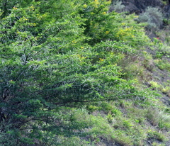 Vachellia karroo