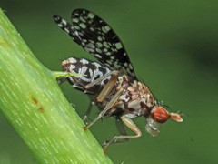 Trypetoptera punctulata
