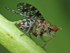 Trypetoptera punctulata
