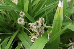 Xerophyta vallispongolana