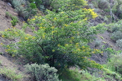 Vachellia karroo