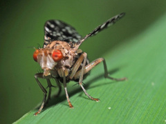 Trypetoptera punctulata