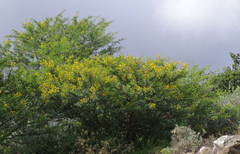 Vachellia karroo