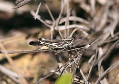 Aiolopus thalassinus