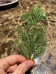 Cryptomeria japonica