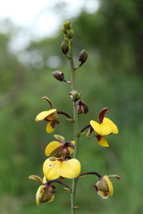 Eulophia streptopetala