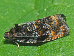 Pristerognatha
