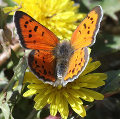 Lycaena cupreus