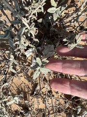 Heliotropium bacciferum