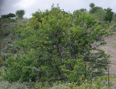 Vachellia karroo