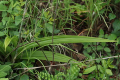 Eulophia streptopetala
