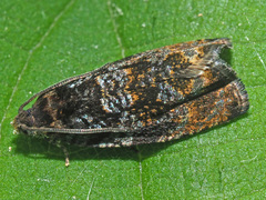 Pristerognatha