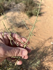 Haplophyllum tuberculatum