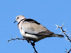 Streptopelia capicola damarensis