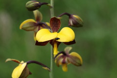 Eulophia streptopetala