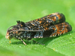Pristerognatha