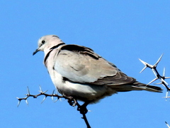 Streptopelia capicola damarensis