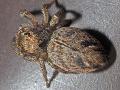 Evarcha falcata