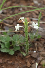 Chascanum hederaceum