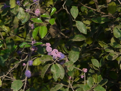 Memecylon umbellatum