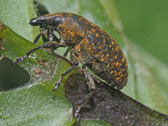 Larinus turbinatus