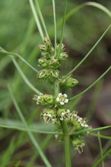 Stenostelma corniculatum