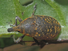 Larinus turbinatus