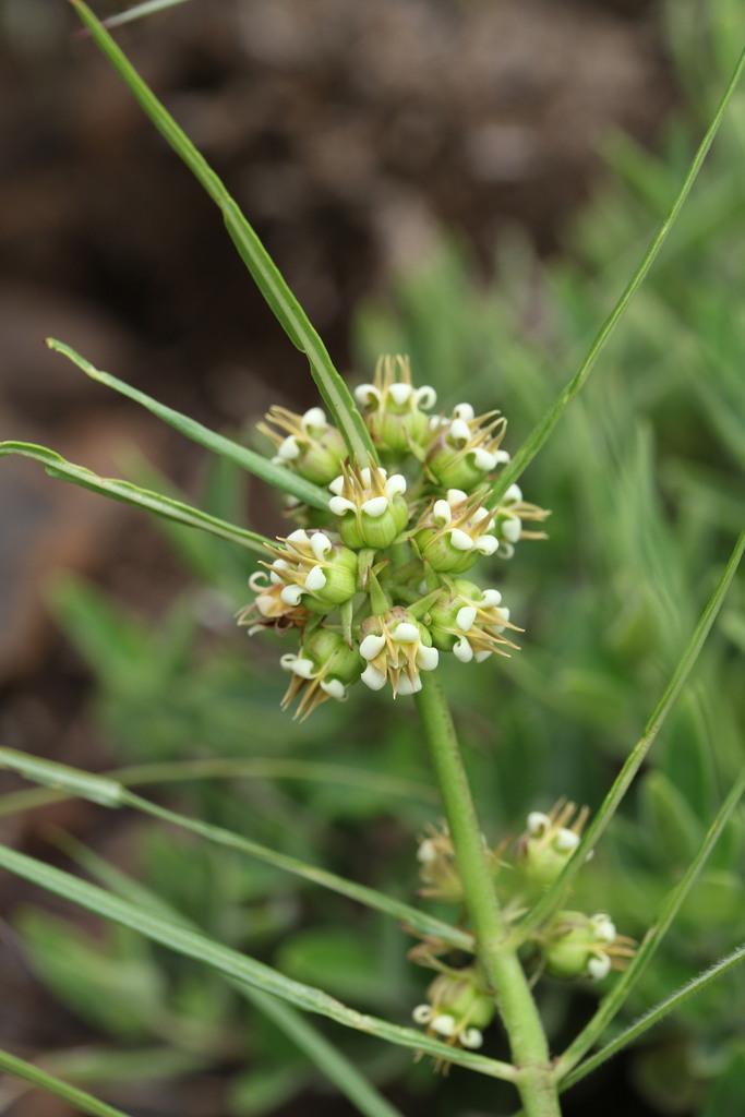 Stenostelma corniculatum