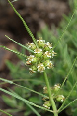 Stenostelma corniculatum