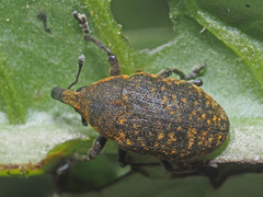 Larinus turbinatus
