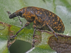 Larinus turbinatus