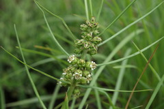 Stenostelma corniculatum