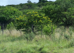 Vachellia karroo