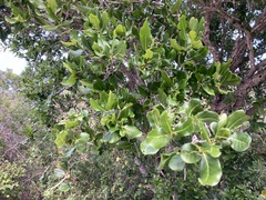 Nahuatlea arborescens
