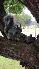 Sciurus stramineus